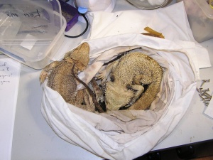 Bearded Dragons Dead CR Hannah Dridan