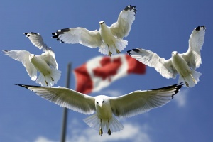 Canada seagull